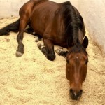 A Comprehensive Guide To Sawdust Horse Bedding