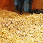 Straw For Bedding: The Benefits Of A Natural Alternative